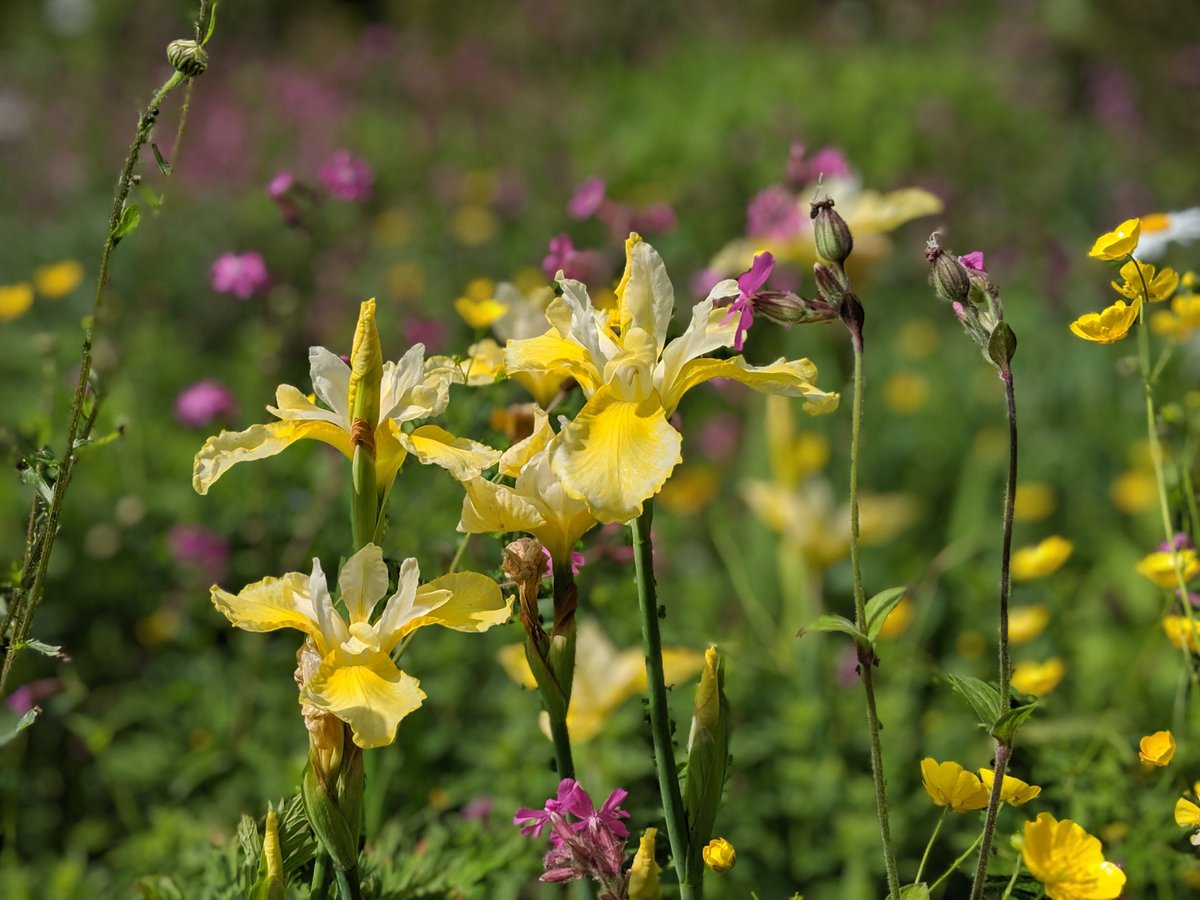 ChloeLe39602964's tweet photo. #Iris at the Garden House #Dartmoor #Devon #Britain #DevonDay #Devonhours #gardens #flowers #plants #naturelovers #gardenshour @TGardenHouse https://t.co/qkfuXQwFnK