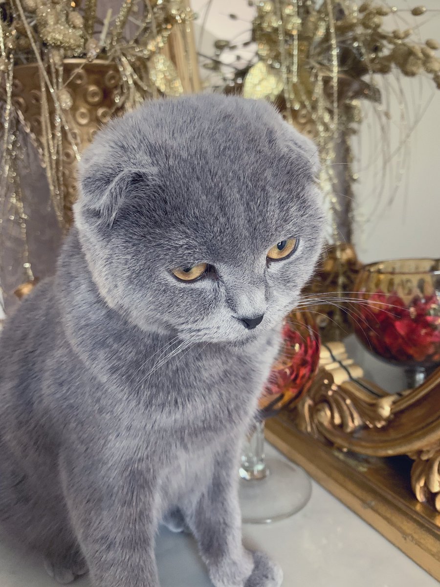 Chamil_Iljasov's tweet photo. Gonna bless you guys with my cat for Eid. #RamadanMubarak #FentyModel https://t.co/EqAwp8ugH5