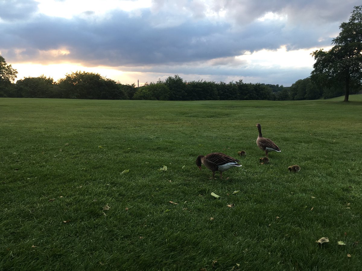 emmaclogs's tweet image. Perfect evening run #30DaysWild