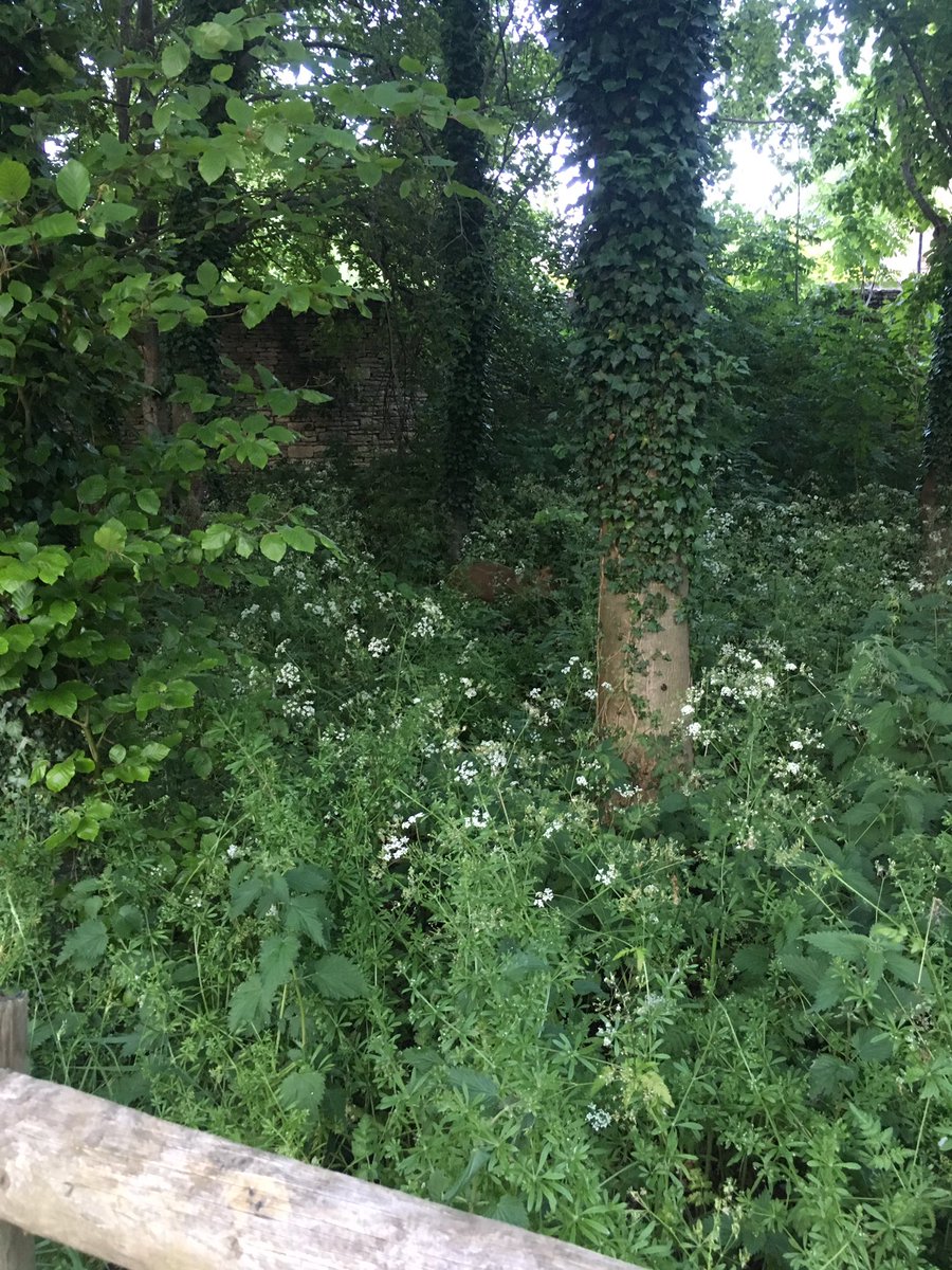 emmaclogs's tweet image. Perfect evening run #30DaysWild