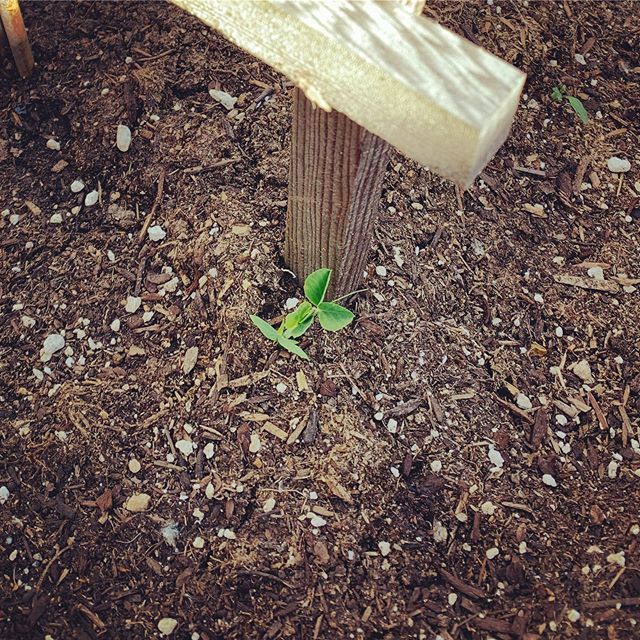BlueBeanStudio's tweet photo. It’s that time of the year again 🌱
#growinginthegarden https://t.co/0lVOkXDYYs https://t.co/PxDyR2mHBY