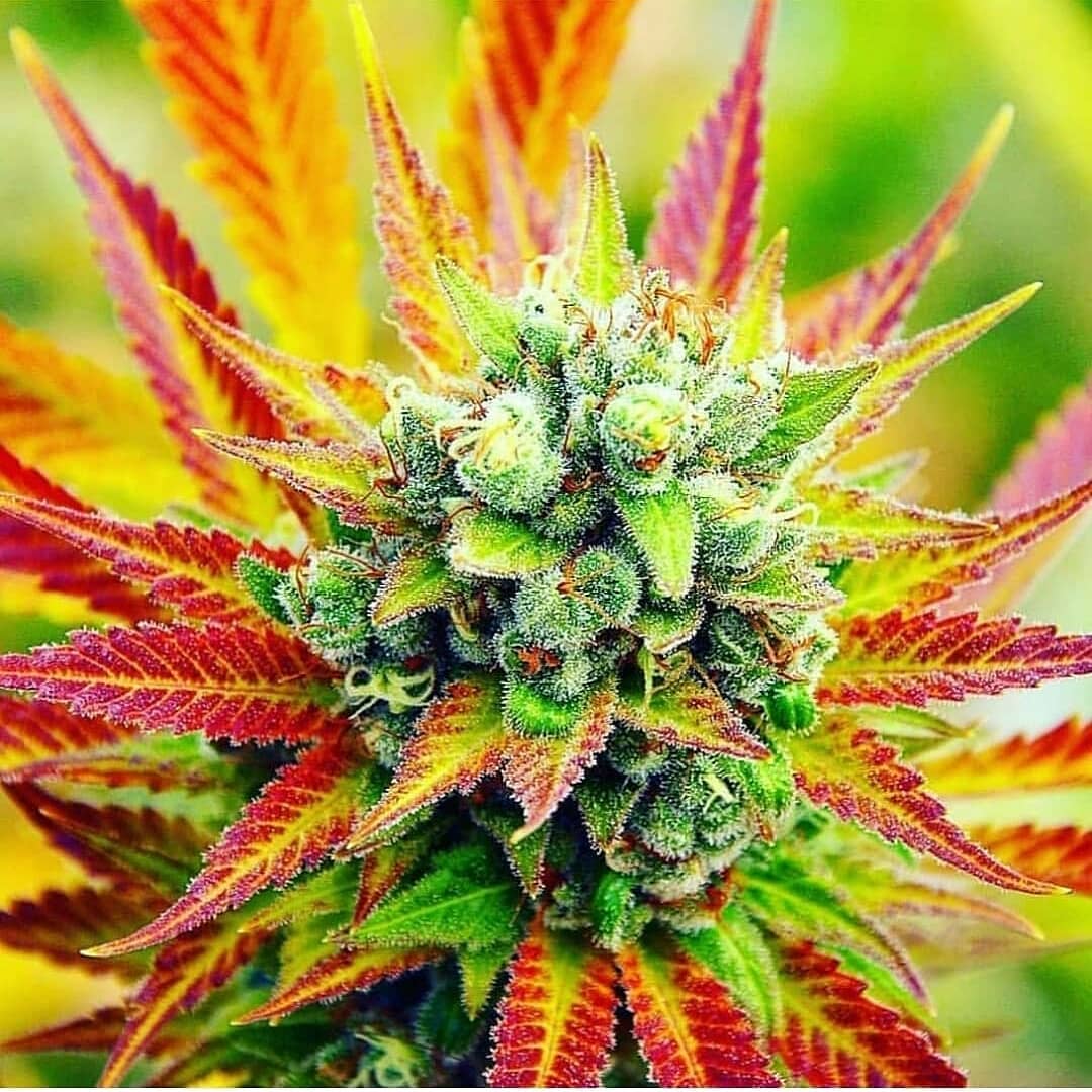 😍🙃😍

#weed #cannabis #marijuana #cannabiscommunity #weedporn #thc #weedstagram #cbd #stoner #ganja #cannabisculture #kush #hightimes #smoke #maryjane #indica #sativa #highlife #high #highsociety #stoned #smokeweedeveryday