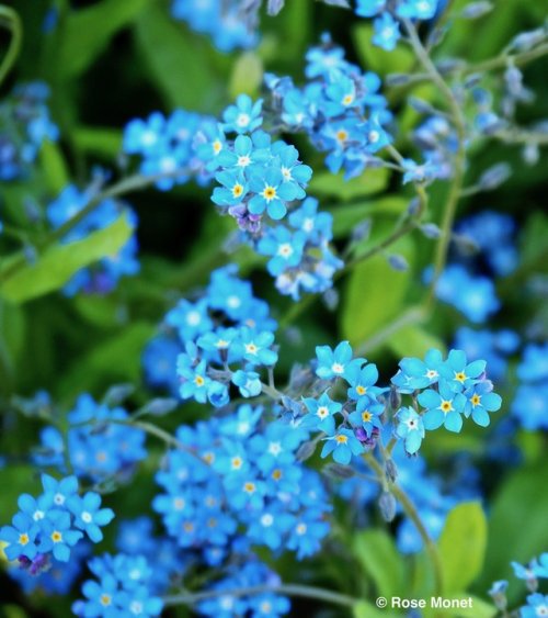 Глаза незабудки. Незабудка Садовая голубая. Незабудка Лесная Myosotis sylvatica. Незабудка Альпийская синяя корзинка. Незабудка Садовая голубая двулетник.