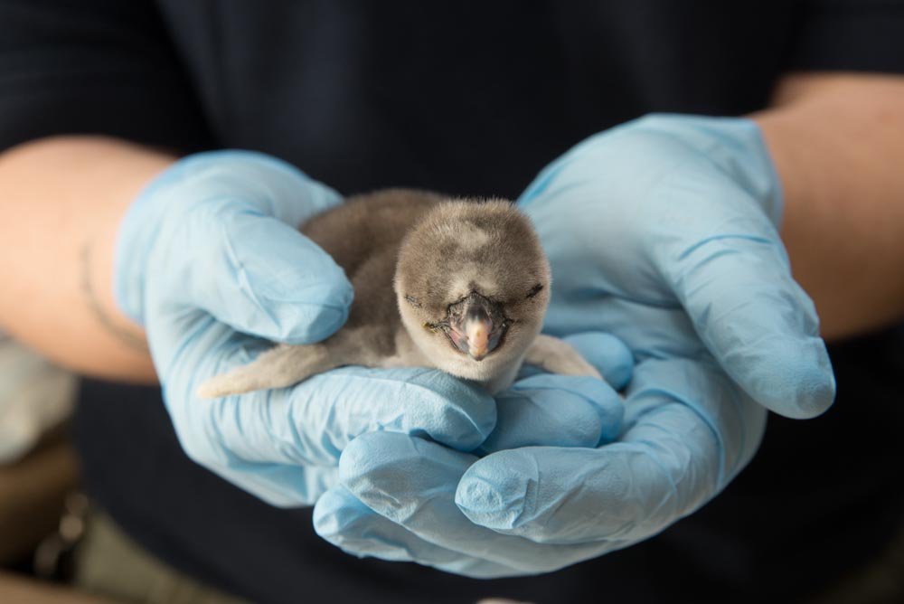 OregonZoo's tweet photo. Humboldt penguins grip prey with a mouth and throat lined with fleshy backward-pointing spines, which we won’t show you because it’s so upsetting, also because we don’t have a photo. It’s pretty metal though. https://t.co/O28b0v45i5