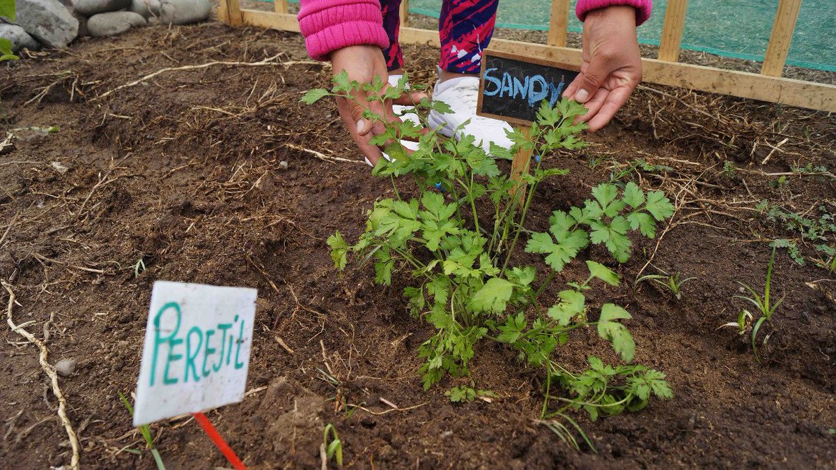 MimpPeru's tweet photo. 🌿#MIMP | Con el objetivo de contribuir con la mejora del medio ambiente, @inabif promueve la creación de #biohuertos con las empresas privadas en el Centro de Acogida Residencial (#CAR) Vidas Lima para que las residentes pongan en práctica sus habilidades. #MIMPContigo🌱 https://t.co/9tvLsRxlyC