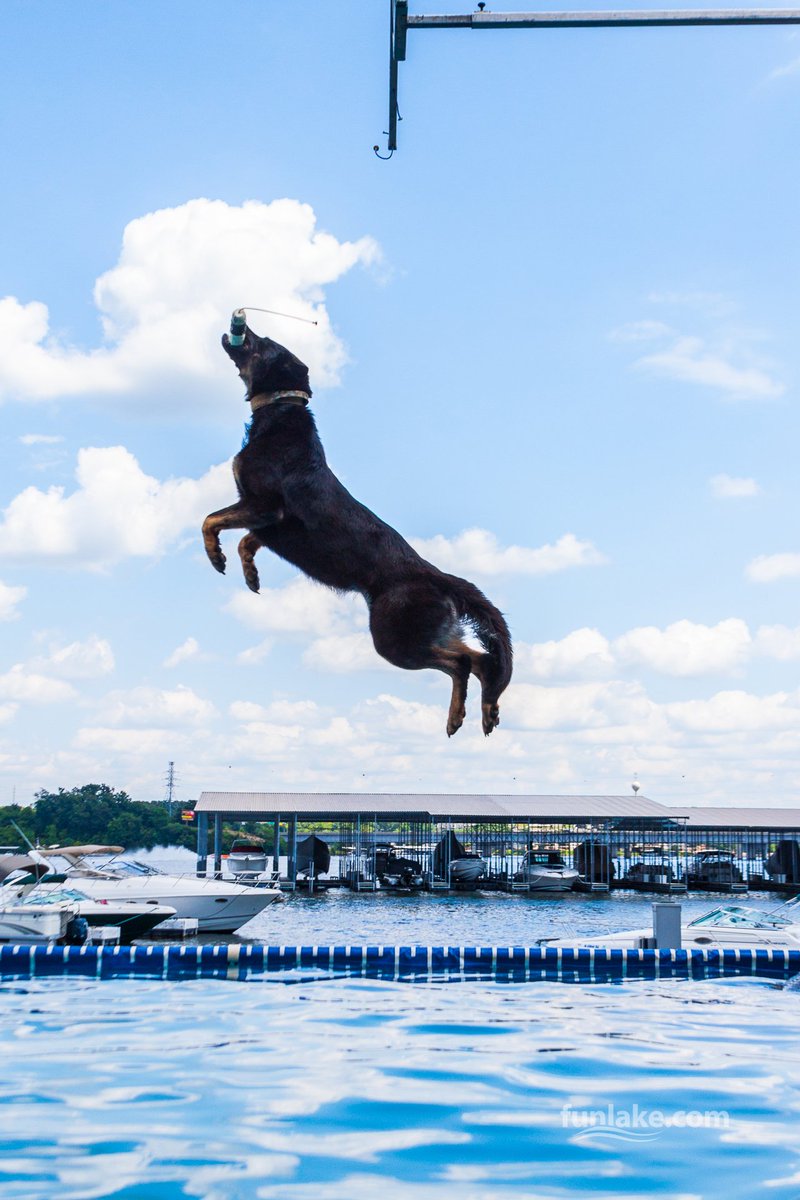 Download Lake Of The Ozarks On Twitter Might As Well Jump The Canine Desktop Wallpaper Get Wallpaper Lake Of The Ozarks On Twitter Might As Well Jump The Canine For Free