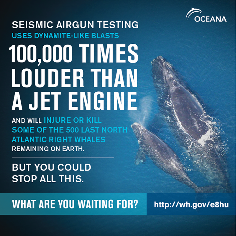 Phillip51816289's tweet photo. Jet engines are one of the loudest sounds produced in the air, averaging at about 120 to 140 decibels (an amplified rock concert). Underwater, sound is amplified and seismic airguns can be 100,000 times louder than that. So ask yourself, is underwater noise an issue? #39canimals https://t.co/WVib1eEMpC