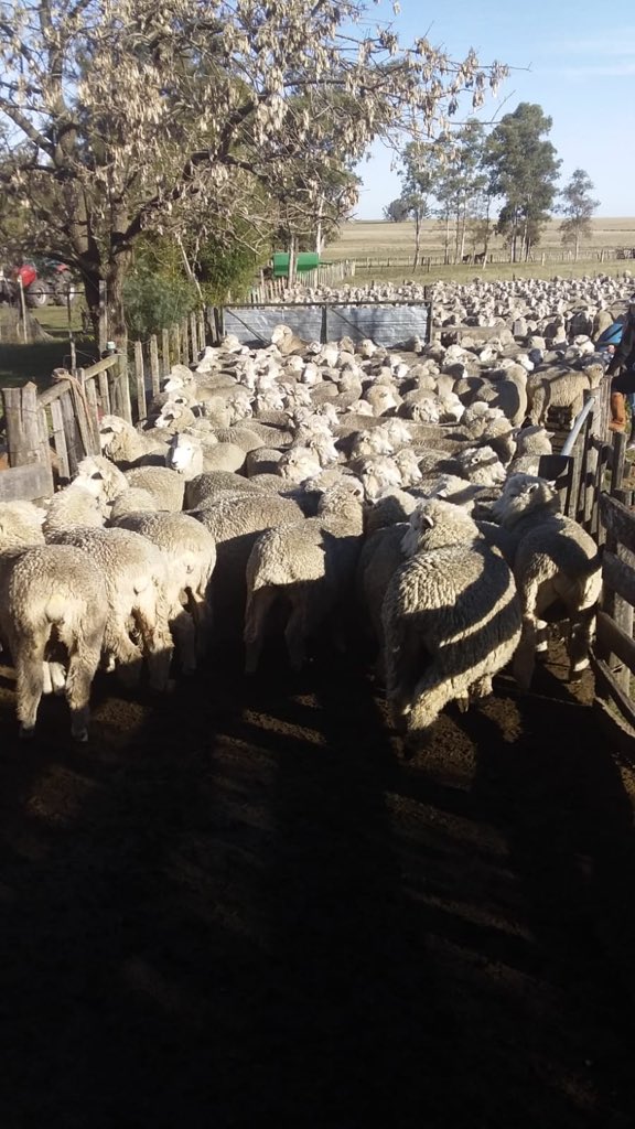 merilinuy's tweet photo. Un precioso día de Otoño nos acompañó en la segunda jornada de la Gira MERILIN.
Así nos recibieron en Los Cerritos
#merilin
#razanacionaluruguaya https://t.co/Yv5S83c9Jy