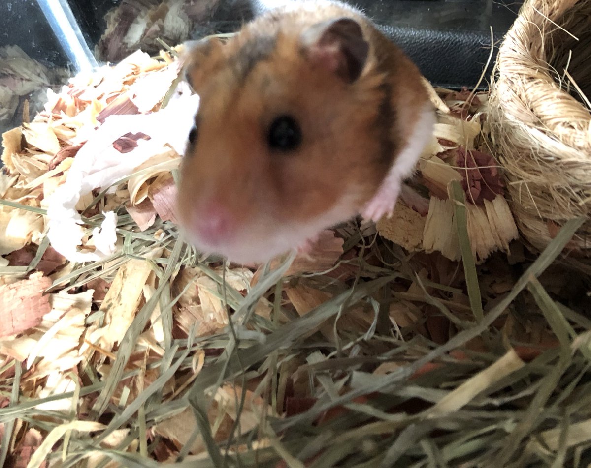 ap_peanut's tweet photo. Hi everyone ! I made it to my summer home today❤️❤️❤️❤️ https://t.co/IgjdKlOedz