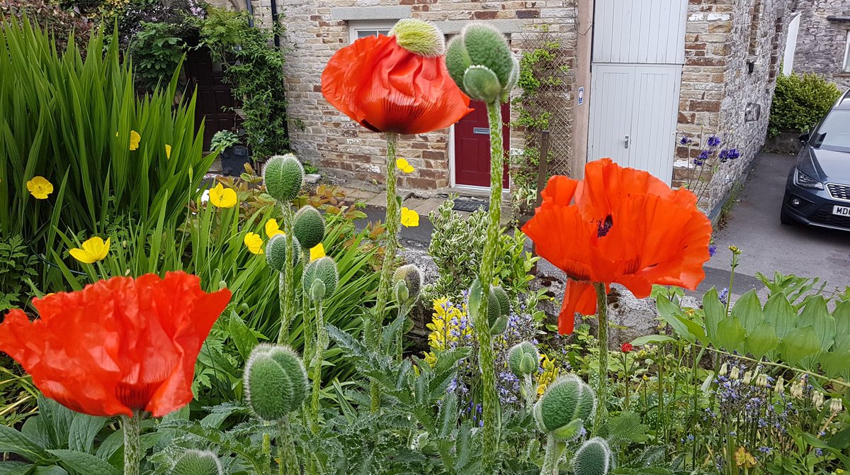 Poppies have come out right on cue for our first @NGSOpenGardens this Thurs, 2-8pm. Prep for #Buxton Garden Trail at the weekend. Great complement to a visit to <a href="/The_RHS/">The RHS</a> <a href="/ChatsworthHouse/">Chatsworth</a>!
Find us at The Smithy, Church St, SK176HD 
⁦<a href="/explorebuxton/">Explore Buxton</a>⁩ ⁦<a href="/DB_Brolly/">DiscoverBuxtonBrolly</a>⁩