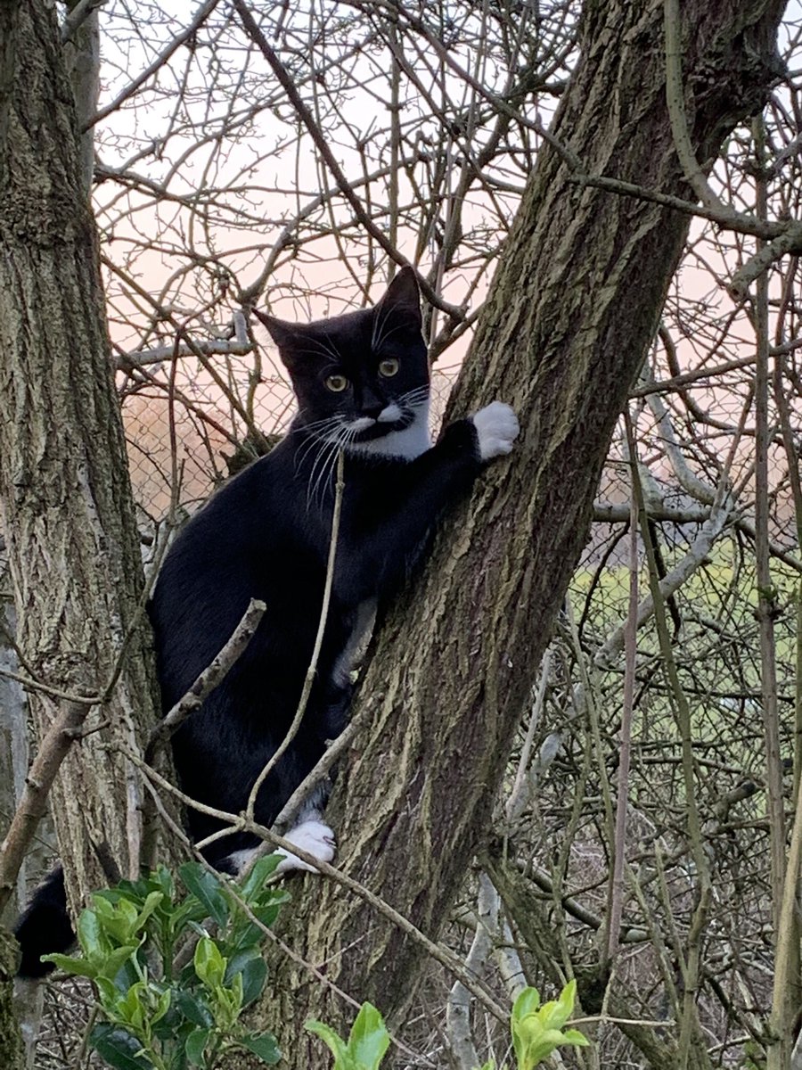 CHviewer's tweet image. If anyone in the Cheadle area has seen our black and white kitten with a distinctive moustache please let us know.
Any retweets would be greatly appreciated @myleftfang