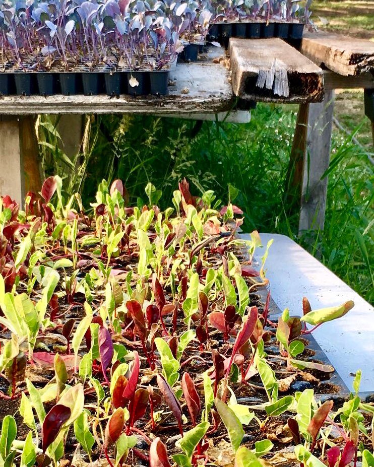 Growing food in the #SammamishValley. #nofarmsnofood <a href="/KCCouncil/">King County Council</a> states they want to increase farmland acreage per their Local Food Initiative. Please make that happen and support the FoSV alternative Wine/Beverage Ordinance for unincorporated KC.