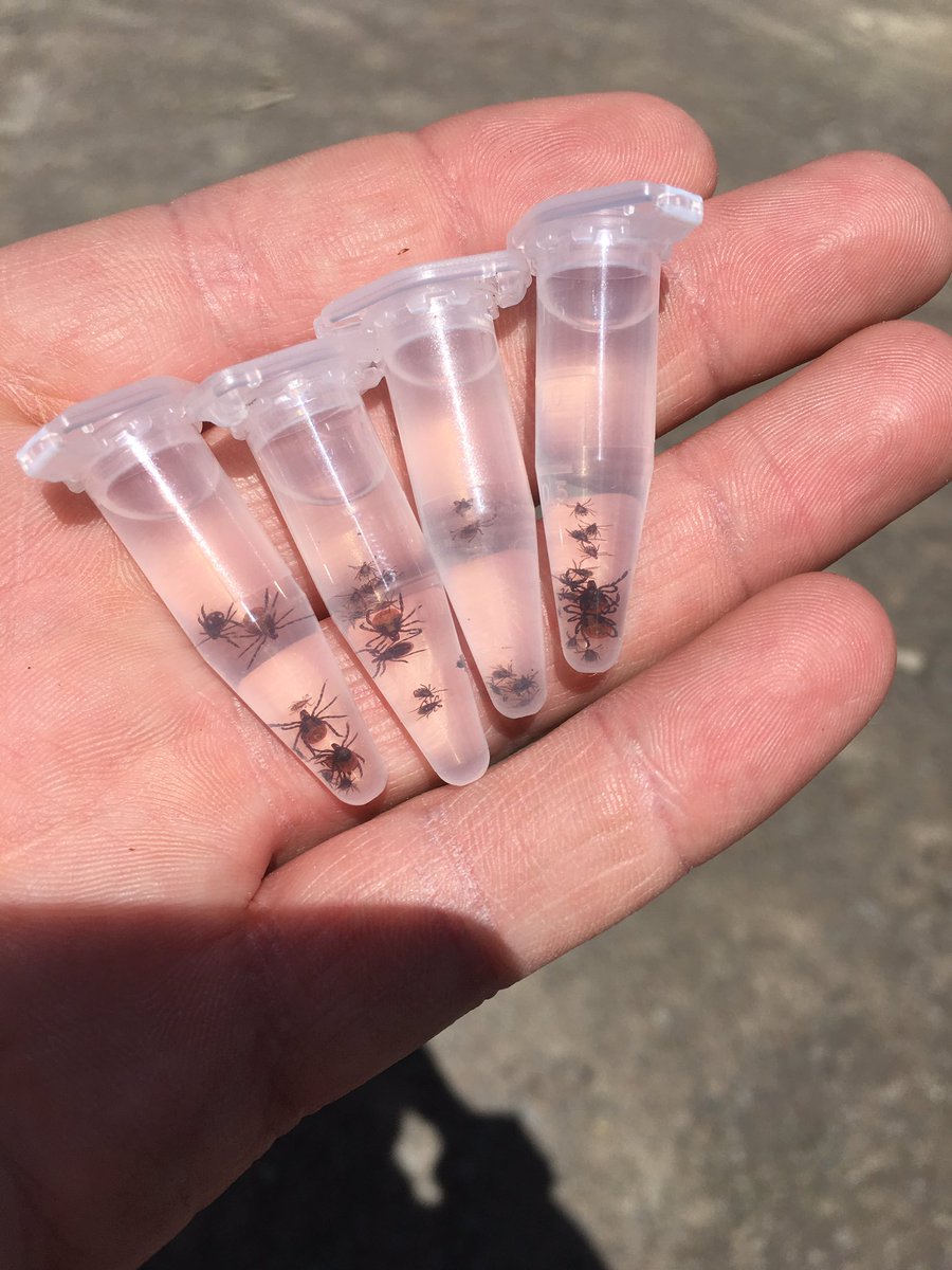 munn_douglas's tweet image. sweet success collecting #blackleggedticks at #Ganong #Nature #Park today with our friends from #NB Department of Health and Provincial Veterinary Lab. New tech was able to see each life stage at our first site. Remember to check yourself for #ticks!