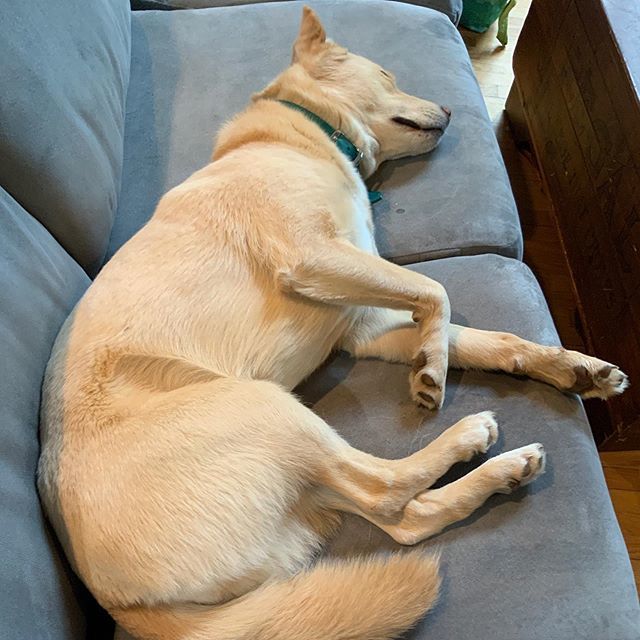 indigodragonfly's tweet photo. Willow’s working from home today. -
#willowdiaries #willowaday2019 #minionantics #dogsofinstagram #huskylab https://t.co/eldFBc6BdY https://t.co/37cKWVwQVC