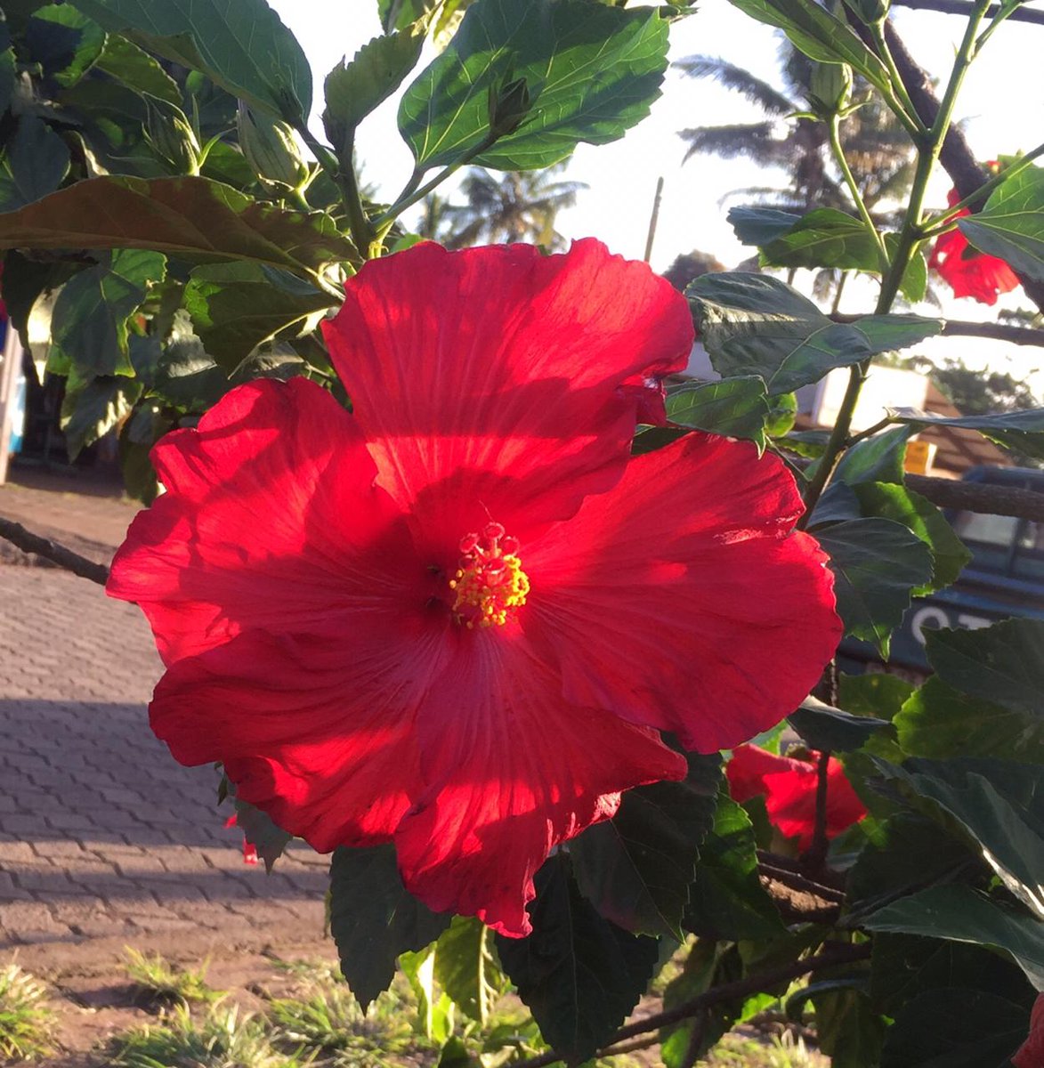 EI_Travel's tweet photo. Colours of Rapa Nui! https://t.co/yuiBpmnnNu