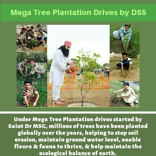 GirlAdolz's tweet photo. #WorldEnvironmentDay
#BeatAirPollution Under Mega Tree plantation drives by St.@Gurmeetramrahim ji , millions of trees have been planted globally over the year https://t.co/c0XegAEQrK