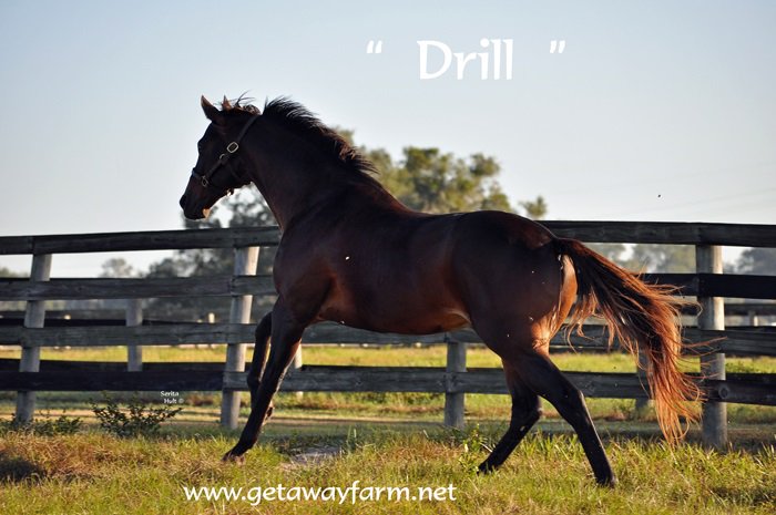 Get_AwayFarm's tweet photo. Get your Drill news right here! https://t.co/GuLYmB0HwX #GoDrill His runners keep winning by daylight! https://t.co/B89keBJzGp