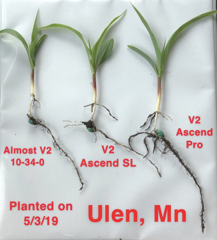 Check out the progress of our new product Ascend Pro from our AnswerPlot demo in Ulen! Stop in and look around the Answer Plot demos anytime this summer! #AscendPro🌱

•Increased Seminal Root Length
•Increased Radicle Root Length
•Larger &amp; More Vigorous Plants
