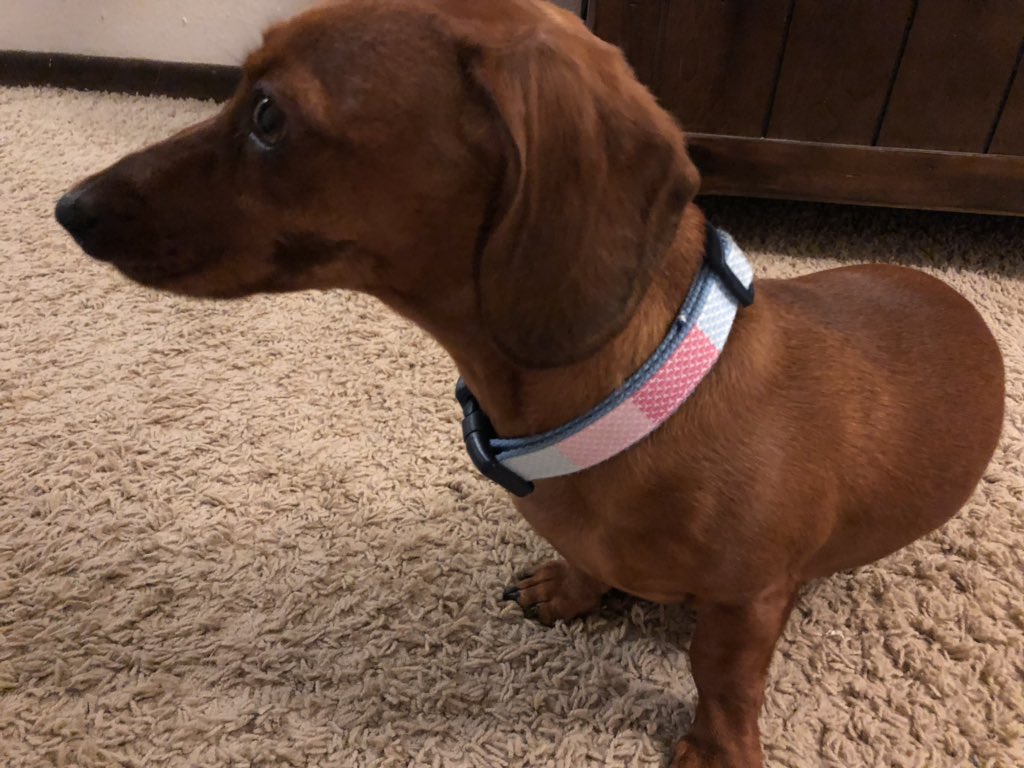 bomber_13's tweet photo. Emmy is ready for summer now with her new @vineyardvines dog collar!! @VM532 thanks for helping me find it that day!! #targetdog https://t.co/oQsCNsq6VI