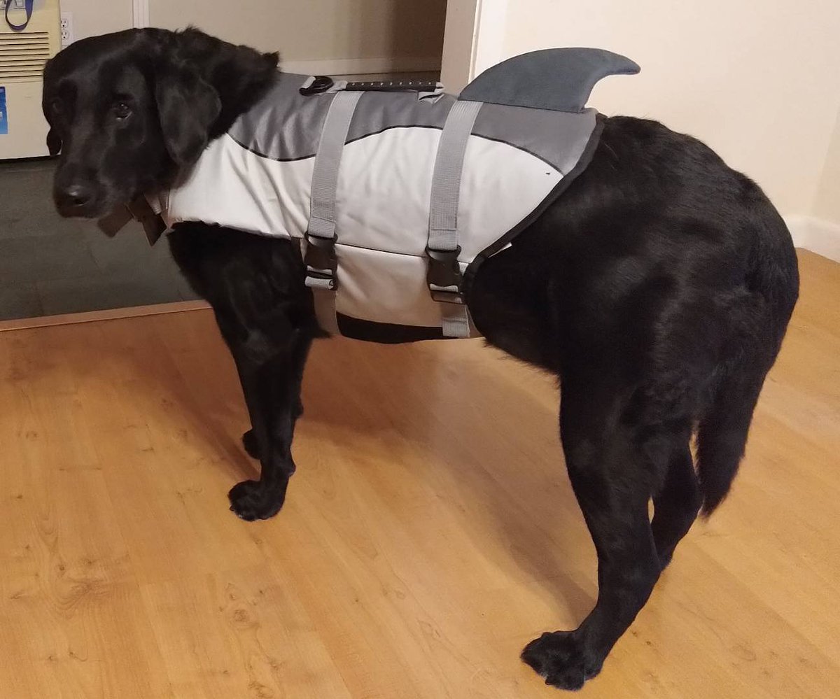 Quang Le tweet media