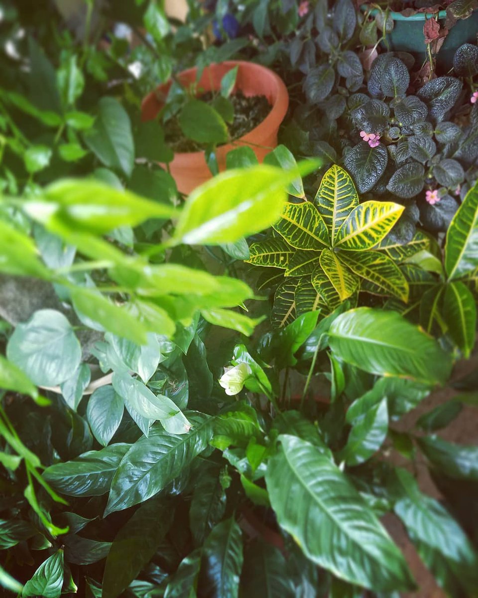 paperized's tweet image. Plant time