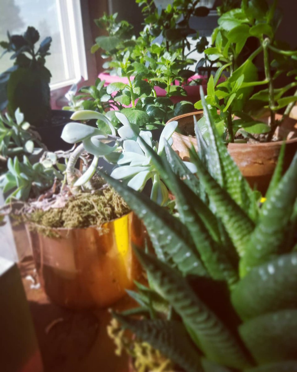 paperized's tweet image. Plant time