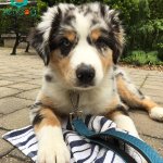 Photo by ZenDogServices (@ZenDogServices)