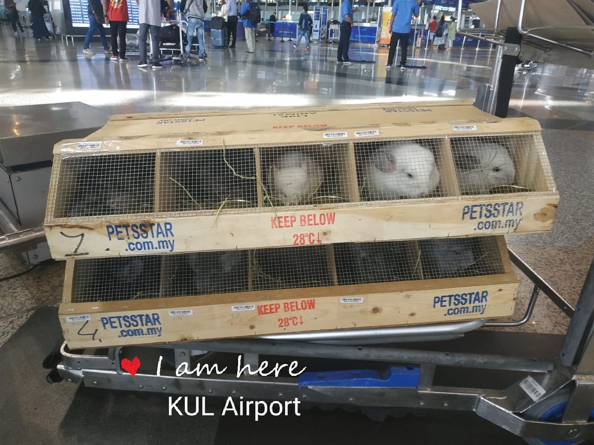 PetsStarComMy's tweet photo. Chinchilla Available for export. We do any quantity✌️
#chinchilla #amphibians #tortoise #lizards #reptile #petsstar #chinchilla #ชินชิล่า #龙猫 #龍貓 #チンチラ #친칠라
WhatsApp us
https://t.co/hu35OXkz01
+6016-702 9396
petsstar@hotmail.com
https://t.co/nl3vR6d4PZ https://t.co/pMUPW7QG47