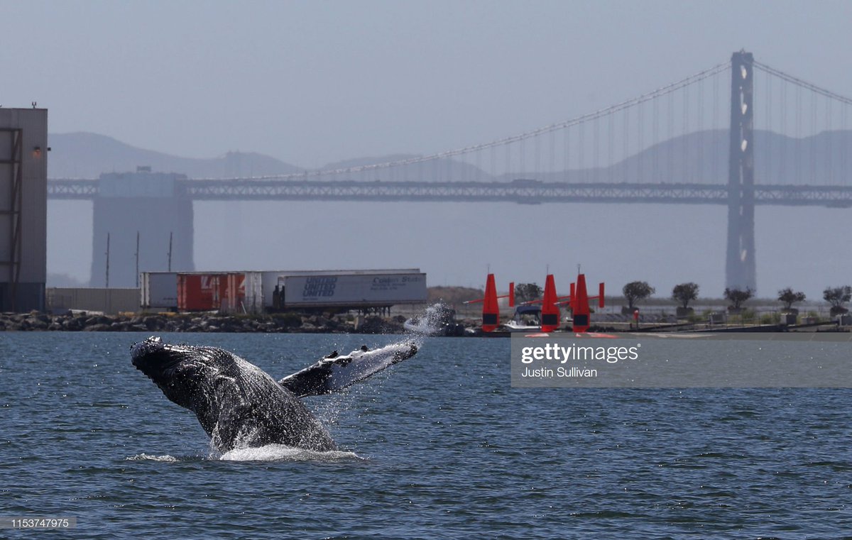 GettyImagesNews's tweet image. A humpback whale breaches in a lagoon in Alameda, California. Scientists continue to investigate what has killed dozens of gray whales along the Pacific coast since the beginning of the year 📷: @sullyfoto