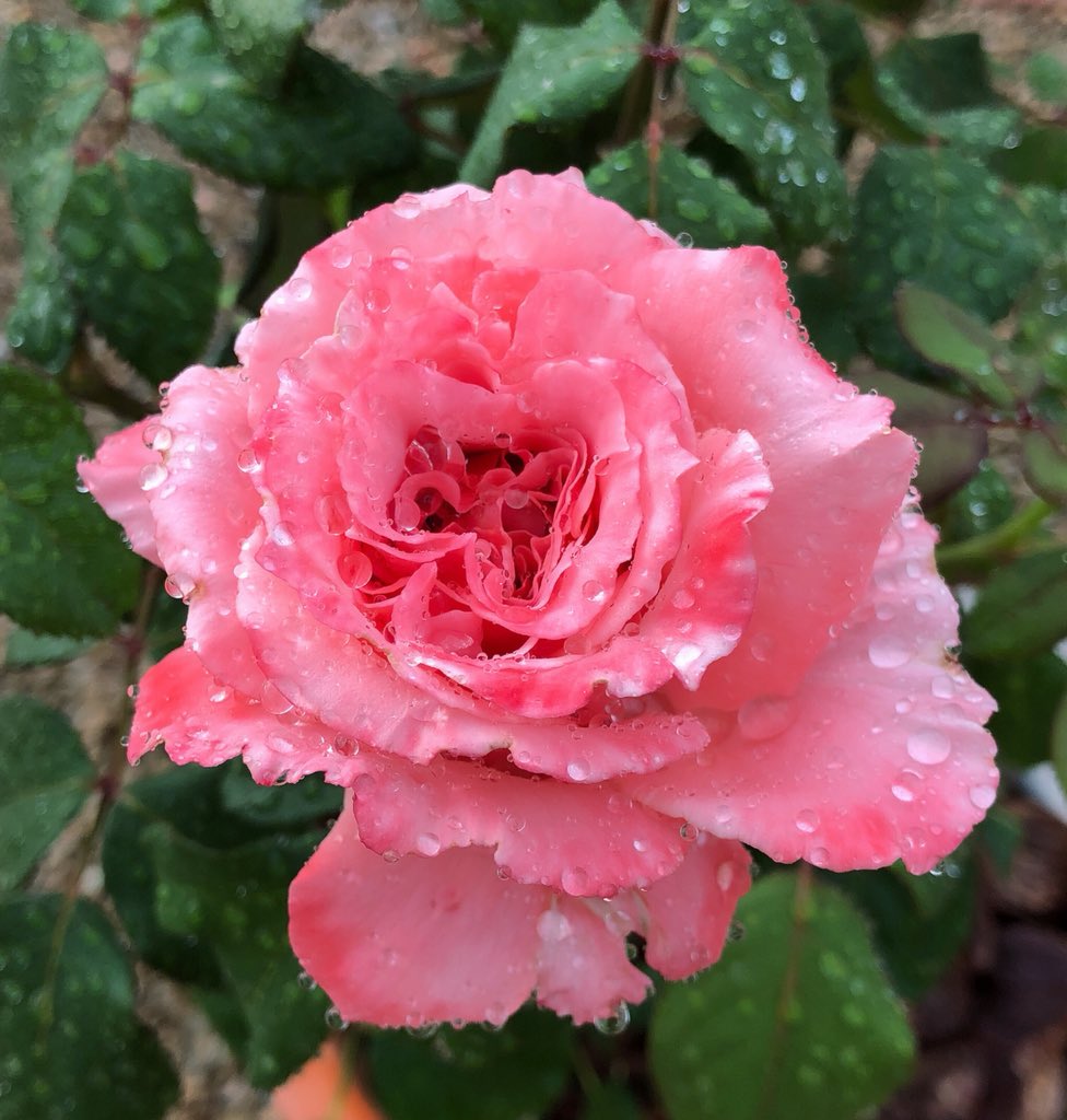 Uzivatel 藤田重信 Na Twitteru 庭薔薇 ローランカブロル Laurent Cabrol 10 アニエス シリジェル Agnes Schilliger 02 T Co Njydgkspea Twitter