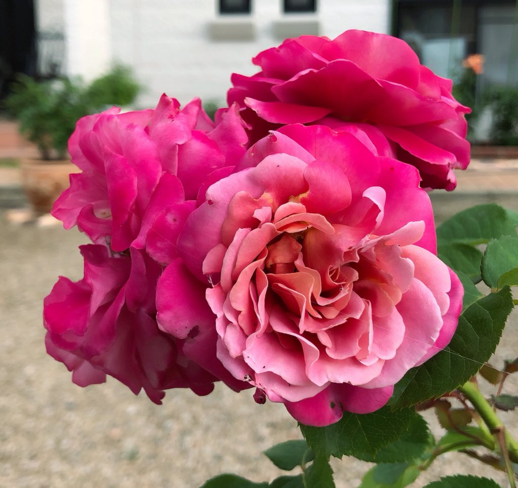 Uzivatel 藤田重信 Na Twitteru 庭薔薇 ローランカブロル Laurent Cabrol 10 アニエス シリジェル Agnes Schilliger 02 T Co Njydgkspea Twitter