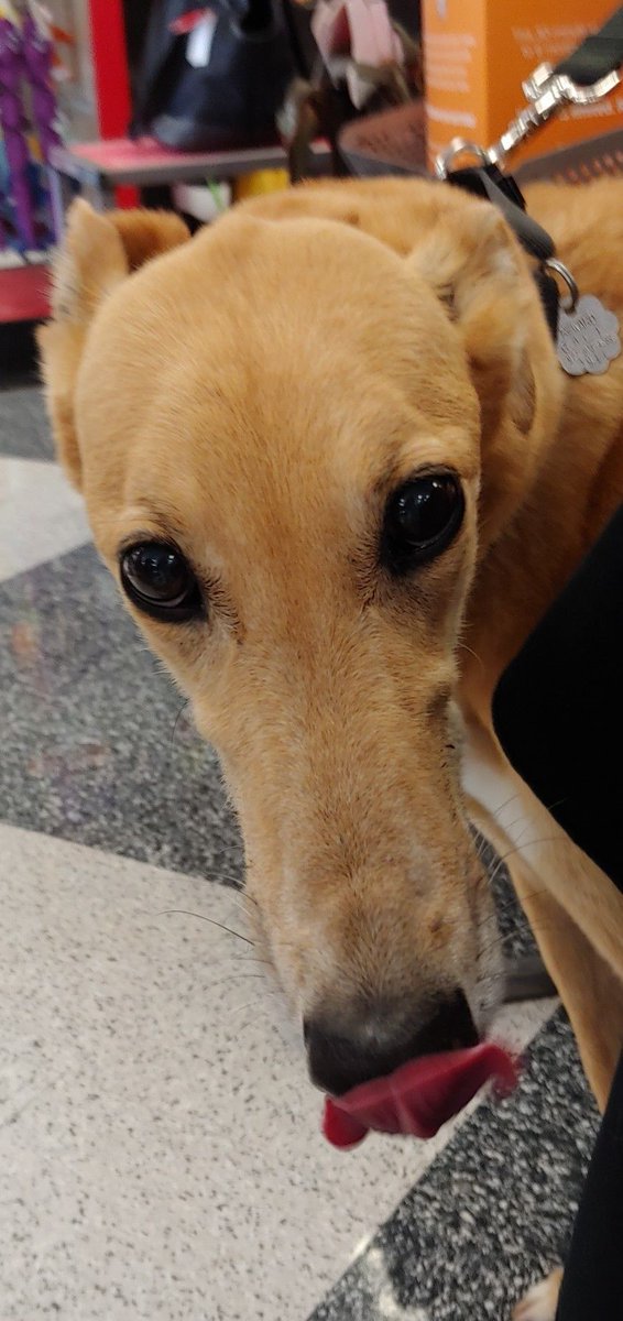 GaltxOrg's tweet image. Sweet Selene is now available and ready to be seen!  She thought she would celebrate with a little #TOT! Note that we have a wait list for only dogs and cat safe dogs.   galtx.org/hounds/selene2…. #greyhounds #retiredracer