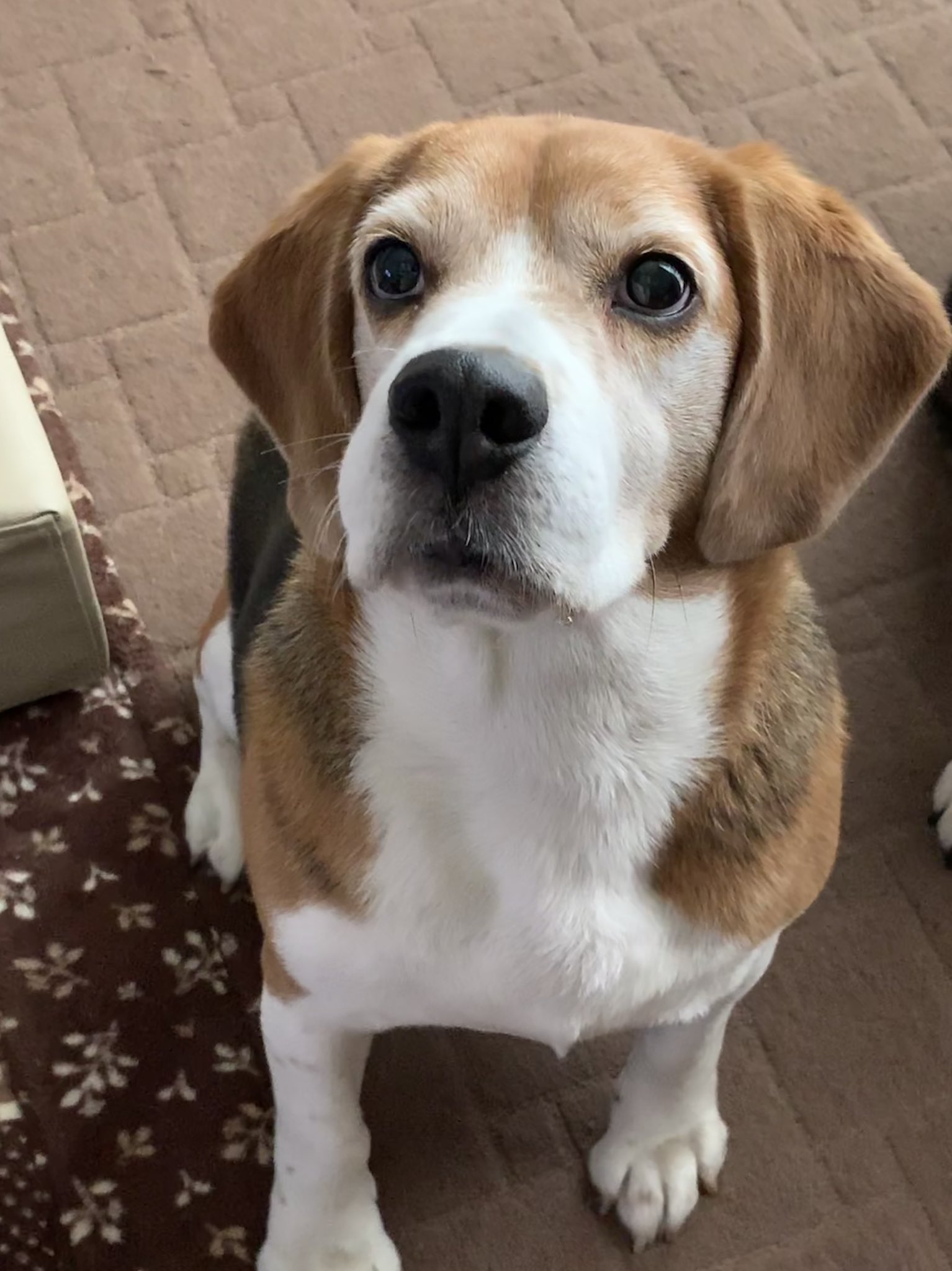 おぶびーぐるず (@meeBTobi42) / X