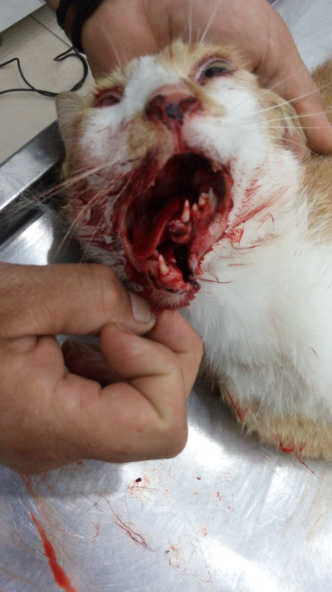 primcann's tweet photo. ARKADAŞLAR ACİL YARDIM VE RT!!
Sokak kedisine araba çarpmış başka açık klinik olmadığı için acil özel veteriner kliniğine getirdik ilk yardım(400tl) ve çene ameliyatı masrafı(750tl) toplamda 1150 tl tutuyor. Kedi Balıkesir Ayvalık’ta Hayat Veteriner’de. Dm yoluyla ulaşabilirsiniz https://t.co/mFyd00LvBO