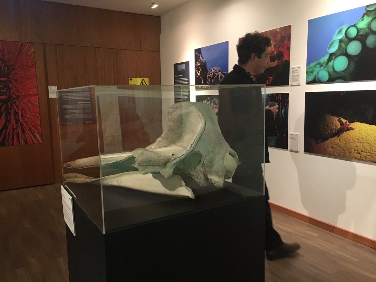 CulturalCondes's tweet photo. Inaugurando la bellísima expo 📸📹ARCHIPIÉLAGO DE HUMBOLDT. Paraíso de biodiversidad #EnElMUI 
Arte de @CHILEBUCEO 
Los esperamos desde mañana en Isidora Goyenechea 3400 #gratis

#expo #mar #humboldt #biodiversidad https://t.co/Caai5CY7AU