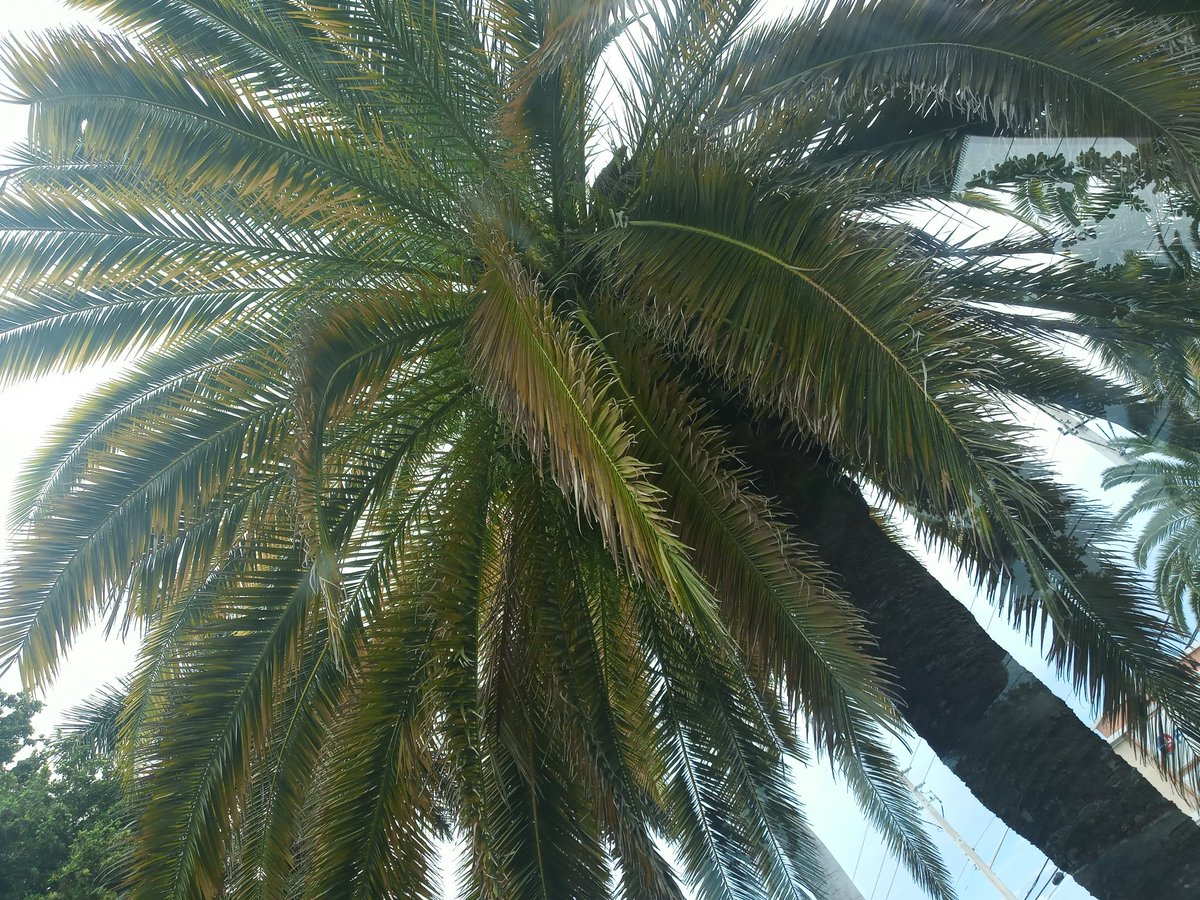 chelliebeach954's tweet photo. #coolangle Palm Tree https://t.co/QBXSnL0rC9
