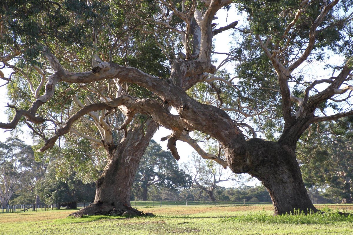 GHCMA's tweet photo. Today is World Environment Day! Did you know - Vic CMAs revegetated over 5600ha last year? More than 1300 times the MCG! The @GHCMA works to enhance ALL of the environment (plants, trees, soils, wetlands, rivers, native animals, birds) for our communities &amp; people for the future. https://t.co/Bz3uXHn6Qx