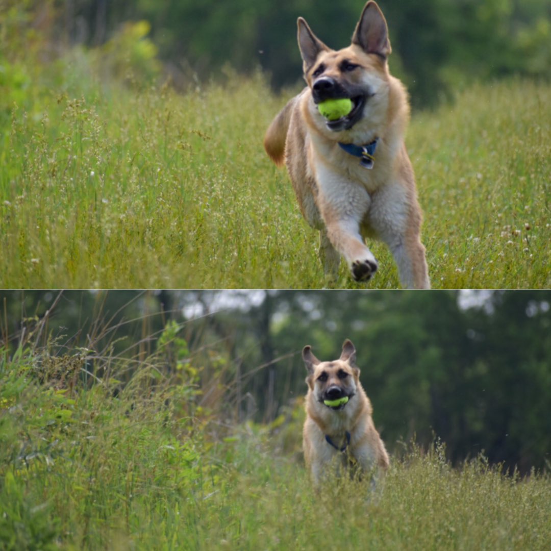 Athena_GSD's tweet photo. I just love running 

Who else? https://t.co/RDfQucNuMq