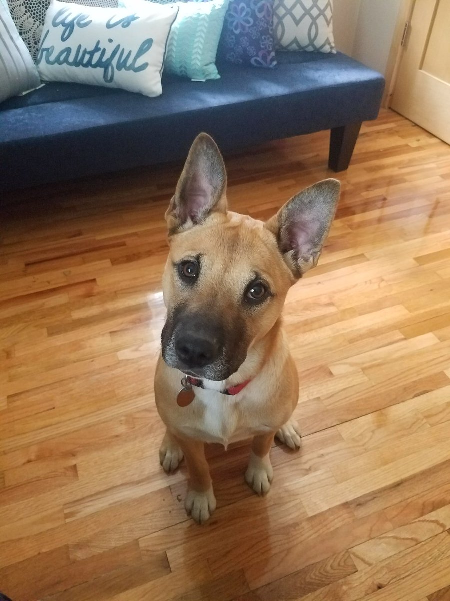 MNJULESW's tweet photo. @NicoleRochexx This is my foster fail Naali Devereaux....She likes her toys, the dog park, and long walks on the beach... https://t.co/IzLwwGl25V