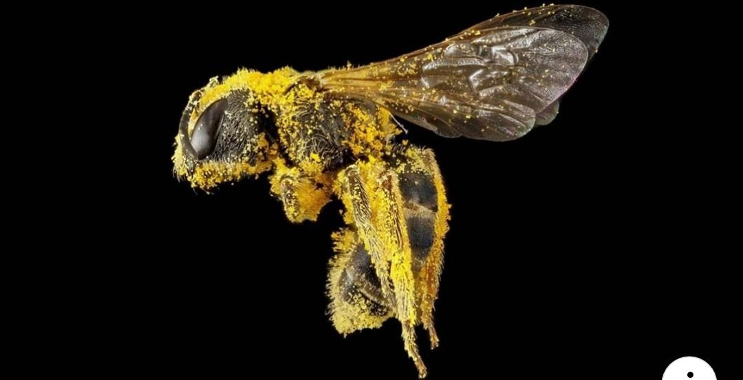 CorreAlexandra's tweet photo. La abeja es declarada el ser vivo más importante del planeta #zoocloud https://t.co/qenzRsiXgE