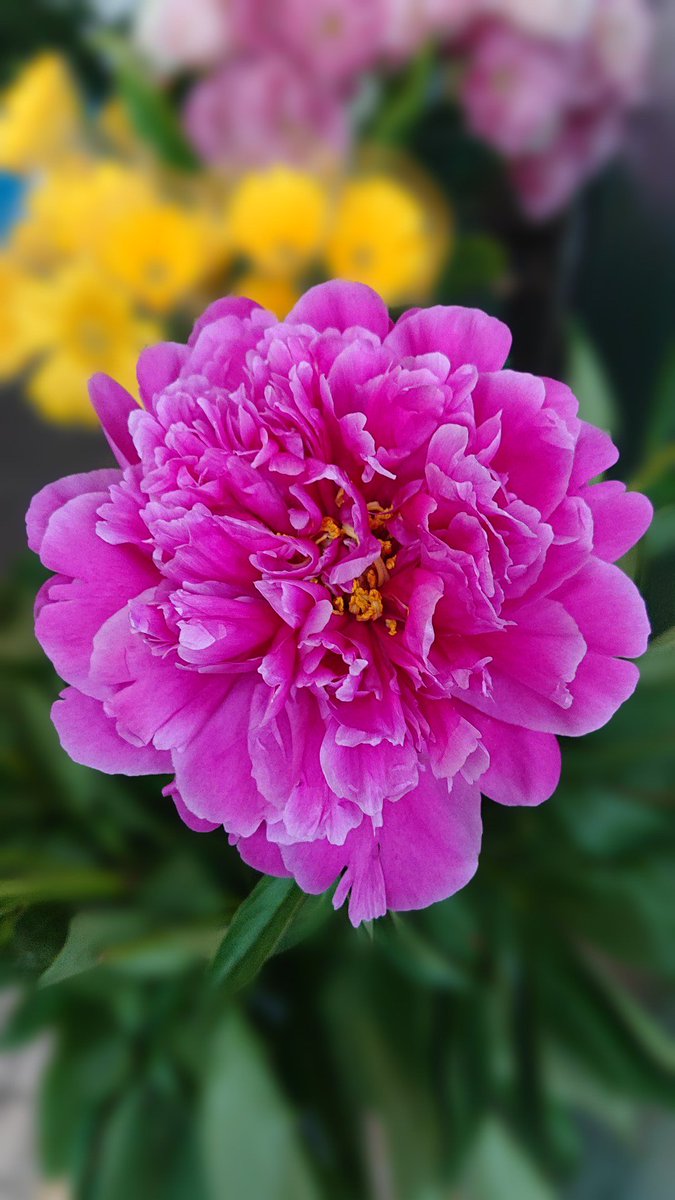 フラワーショップシンドー 芍薬 スモークツリー お花 暑さでなかなか持たないけど 精一杯咲いてるのを見てあげる 足利市 花屋 スモークツリー フラワーショップシンドー 芍薬 スモークツリー お花 暑さでなかなか持たないけど 精一杯咲いてるのを見てあげる 足利市 花屋 スモークツリー