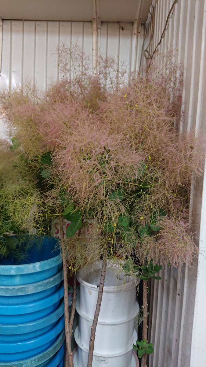 フラワーショップシンドー 芍薬 スモークツリー お花 暑さでなかなか持たないけど 精一杯咲いてるのを見てあげる 足利市 花屋 スモークツリー フラワーショップシンドー 芍薬 スモークツリー お花 暑さでなかなか持たないけど 精一杯咲いてるのを見てあげる 足利市 花屋 スモークツリー