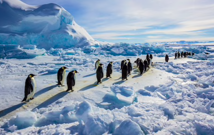 PresidentPengu1's tweet photo. Still looking for a place to nest...
#toomanypuddles #ClimateChangeIsReal https://t.co/oWnGHEYoD0