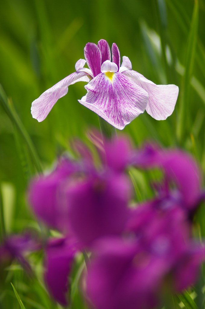 hourounotabibit's tweet photo. 今日の花菖蒲。
土岐市、織部の里公園にて。
PENTAX K100D Super + TAMRON AF 70-300mm F/4-5.6 LD Model 472D
#PENTAX #K100Ds #花菖蒲 https://t.co/B0cwU1YI6P