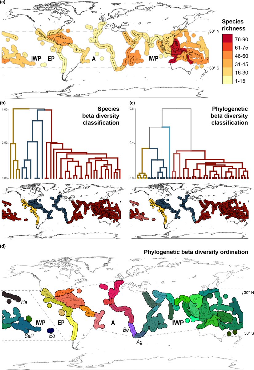 JBiogeography's tweet image. Tropical shallow-water brittle star biogeography carries the signature of plate tectonics, but tropical Atlantic, Indian &amp;amp; Pacific divergence preceded Tethys closure, indicative of earlier regionalization of the tropical oceans
onlinelibrary.wiley.com/doi/full/10.11…