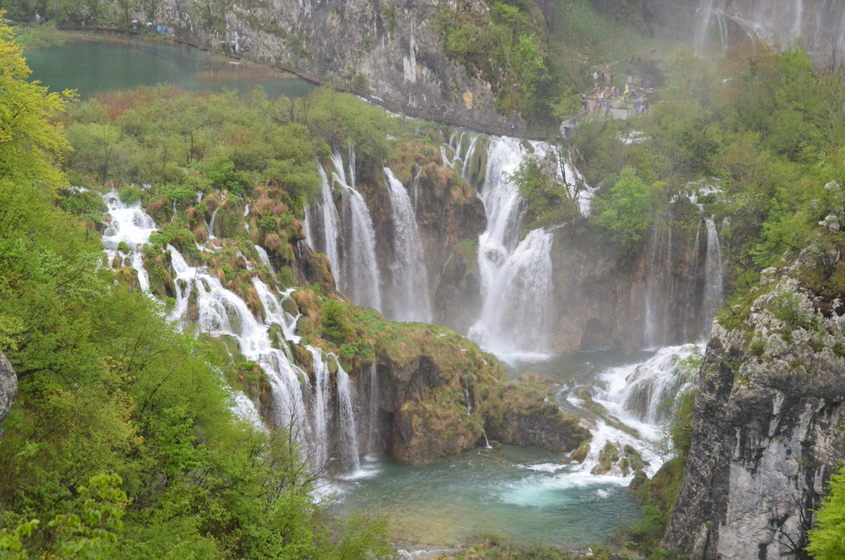 In the depression between the European and Dinaric Alps there are still non-alpine #Saxifraga species living in vastly different habitats. S. tridactylites on sun-scorched ruins and S. rotundifolia at ever-wet Plitvice Lakes.