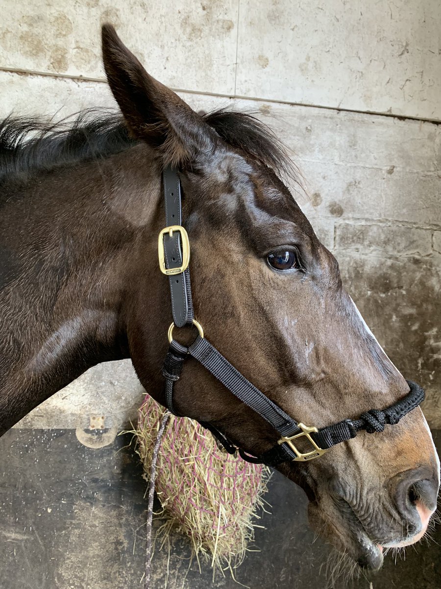 The face of the babe pony when he realises the new #kentucky controller headcollar works quite well 😂😂 @equissimo #showjumper #babyhorse #attitude