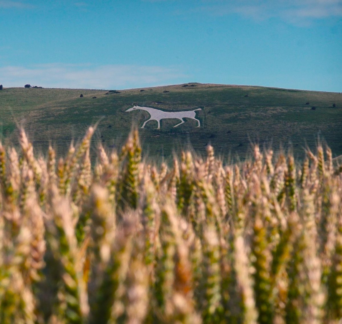 The wonderful chalk hill carvings of Wiltshire. There's something magical about seeing these white horses up on the hills for the first time, why not go and experience it for your self🐴 💕