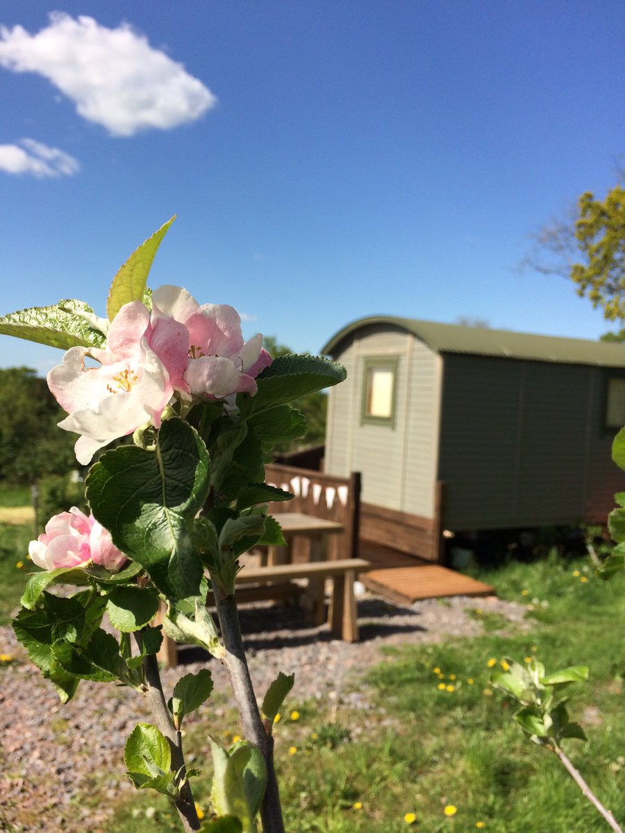 LeafyFields's tweet photo. Happy 😃 Wednesday morning from Crivens x Crivens is our shepherd hut, it sleeps up to 4 and welcomes 1 dog 🐕 . #shepherdhut #glamping #devon #devonglamping #glampingdevon #vintagechinacollection #awaywiththekids #awaywiththedog #dogfriendlyglamping https://t.co/Gsts2dyXGx