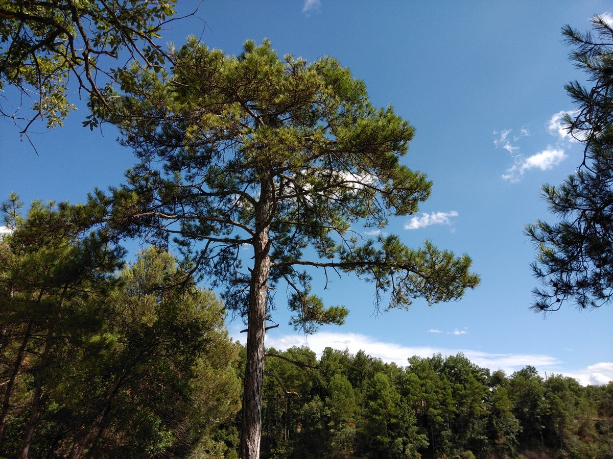 ctforestal's tweet image. La #modelización #forestal en la era de la información, en noviembre en el @ctforestal, reunión de la @secforestales @ModelosSecf, primera circular! 
bit.ly/2WpH0Rs